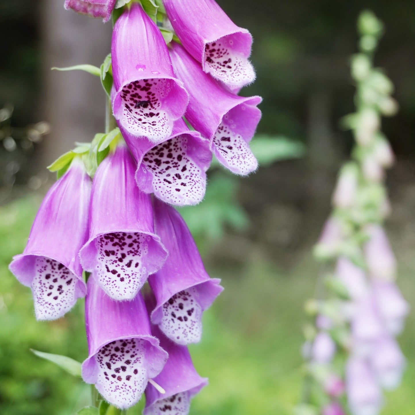 Foxglove, Purple (Digitalis purpurea)