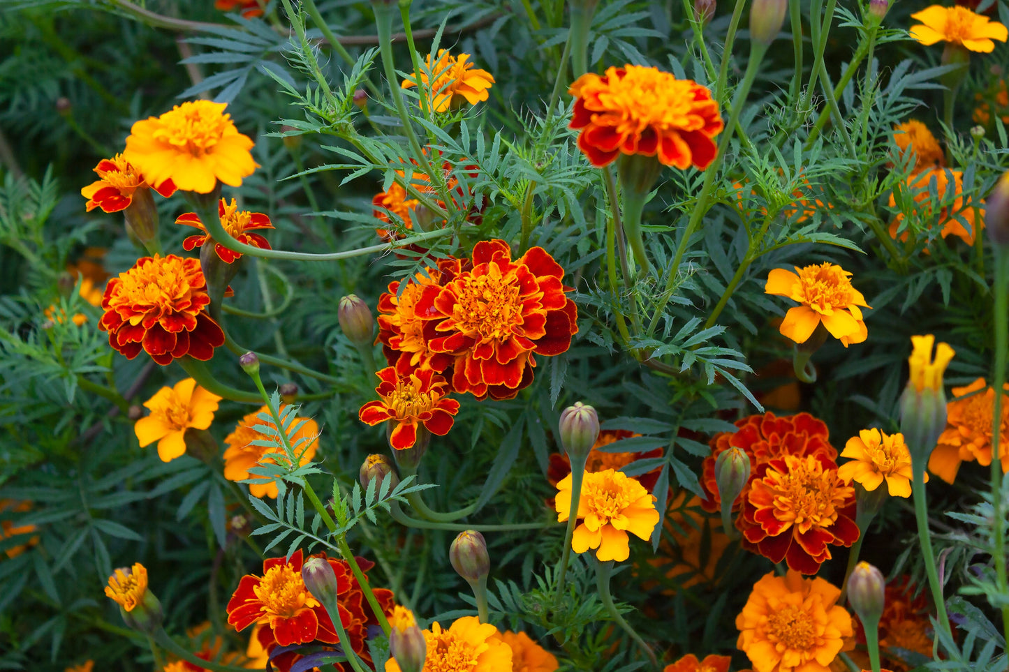 Marigold, Garden Mix (Tagetes erecta & patula)