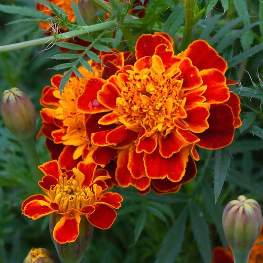 Marigold, Garden Mix (Tagetes erecta & patula)