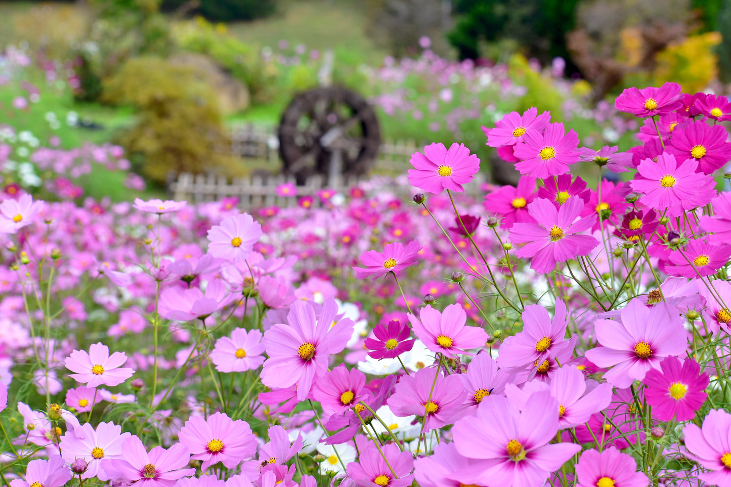 Cosmos, Garden Mix (Cosmos bipinnatus)