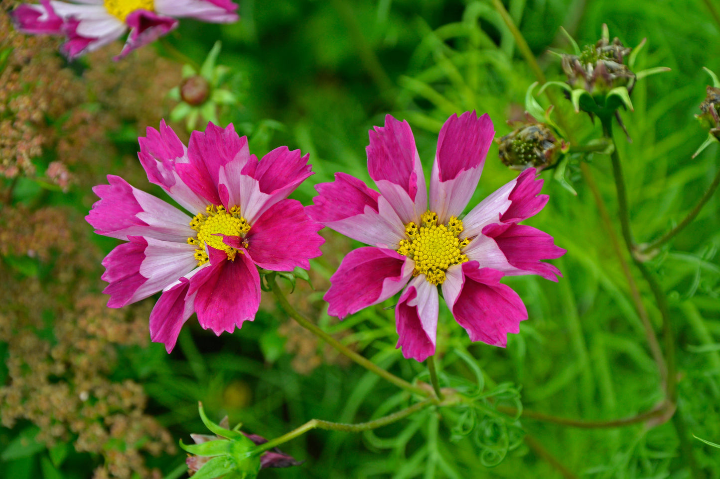 Cosmos, Garden Mix (Cosmos bipinnatus)