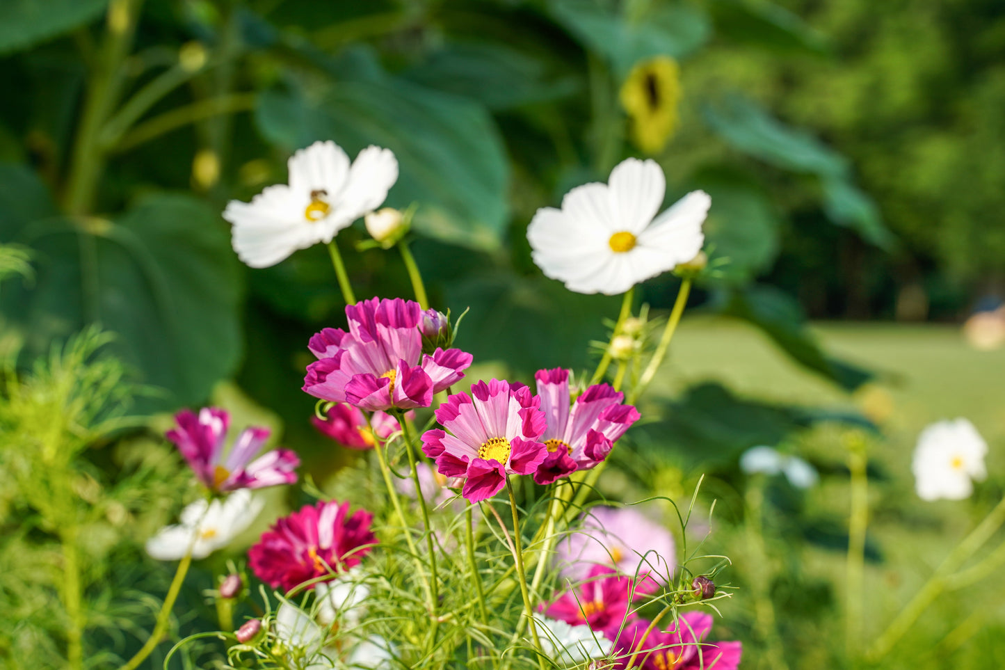Cosmos, Garden Mix (Cosmos bipinnatus)