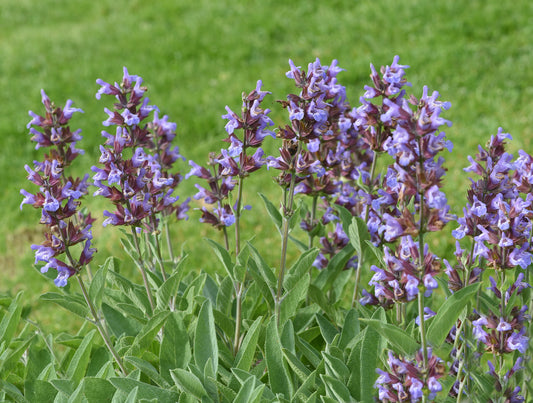 Sage, Garden (Salvia officinalis)