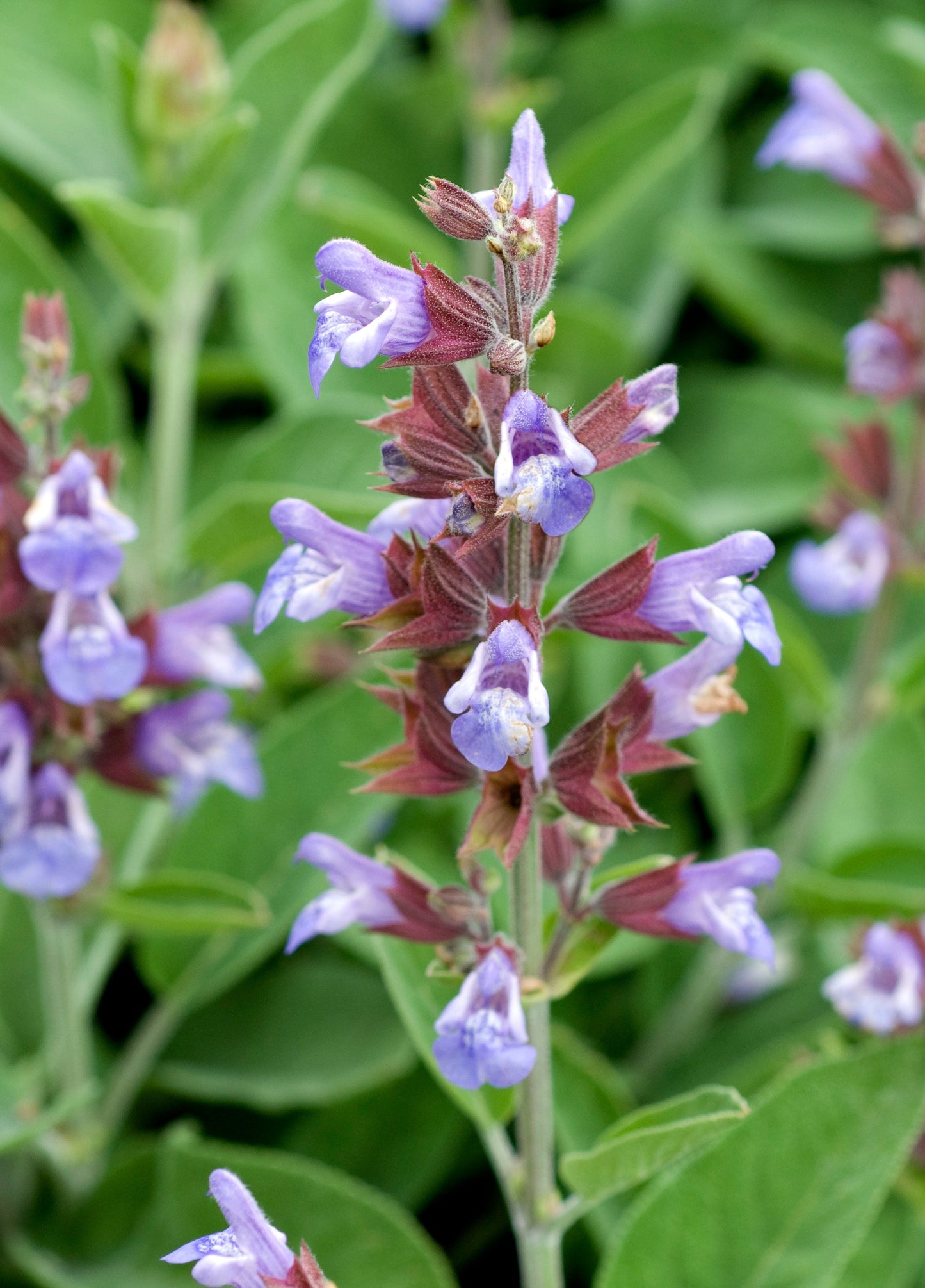 Sage, Garden (Salvia officinalis)