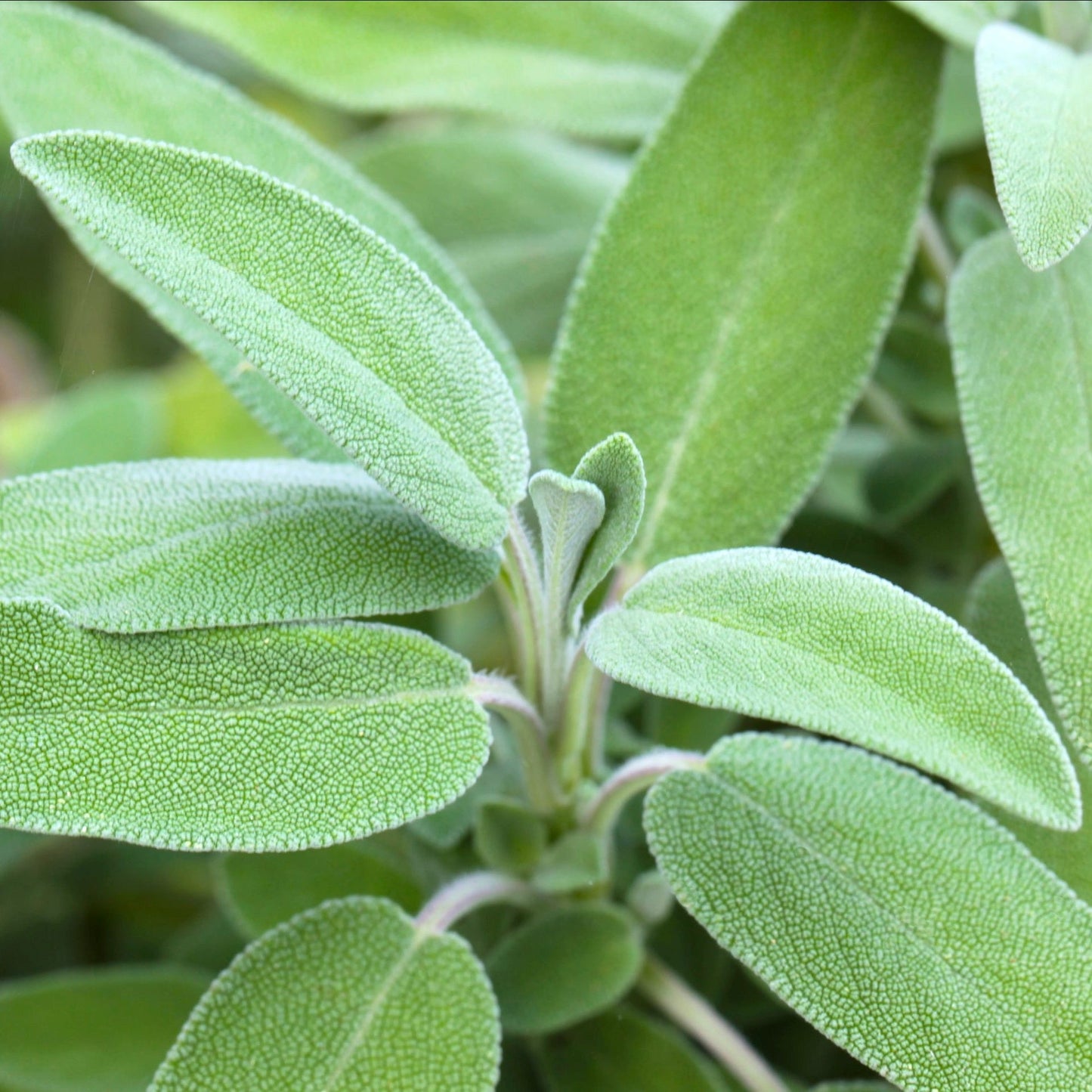 Sage, Garden (Salvia officinalis)