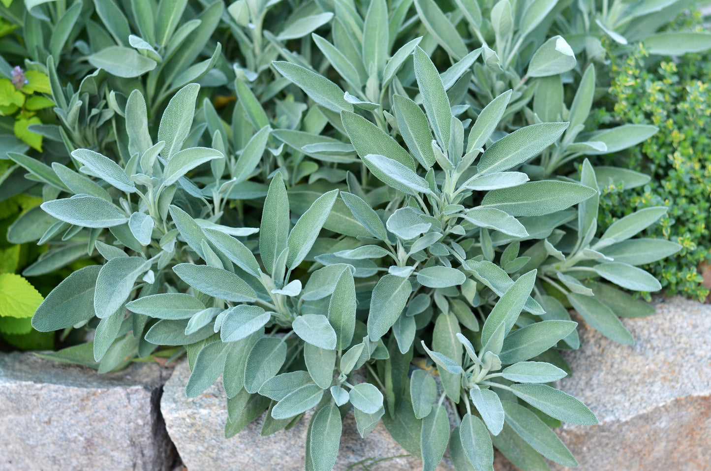 Sage, Garden (Salvia officinalis)