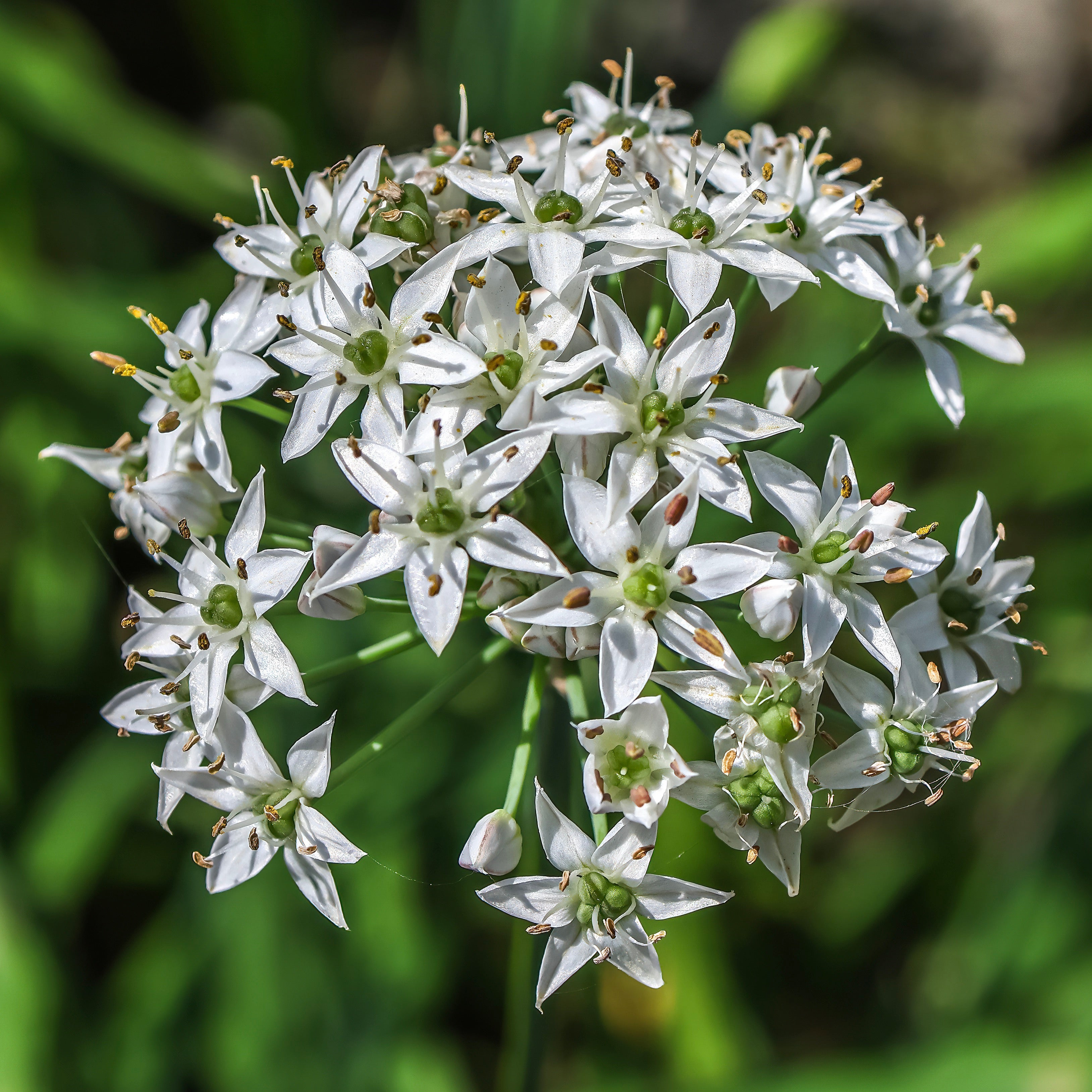 Chives, Garlic (Allium tuberosum) – Mother Earth News
