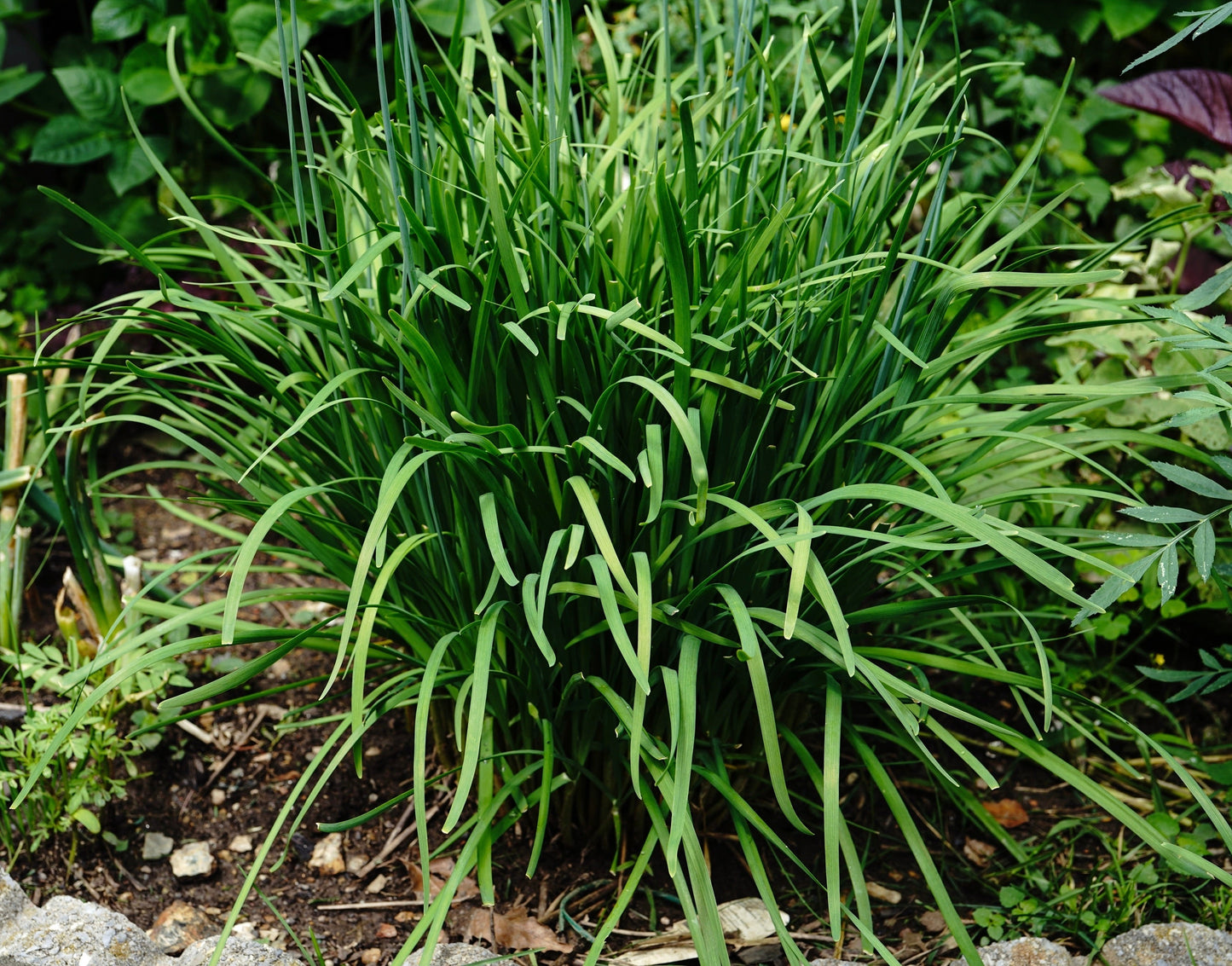 Chives, Garlic (Allium tuberosum)