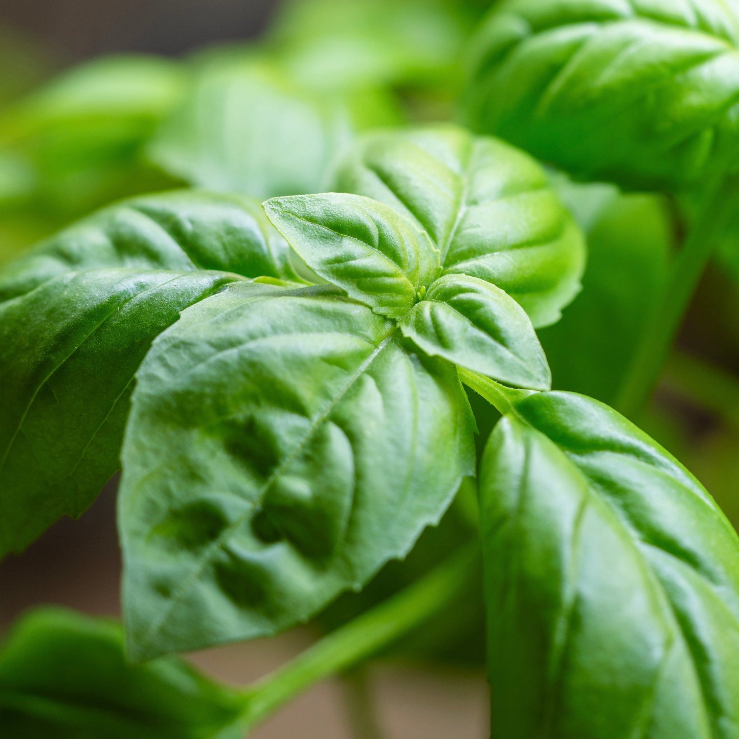 Basil, Genovese (Ocimum basilicum genovese)