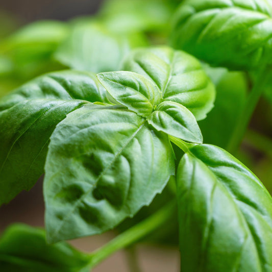 Basil, Genovese (Ocimum basilicum genovese)