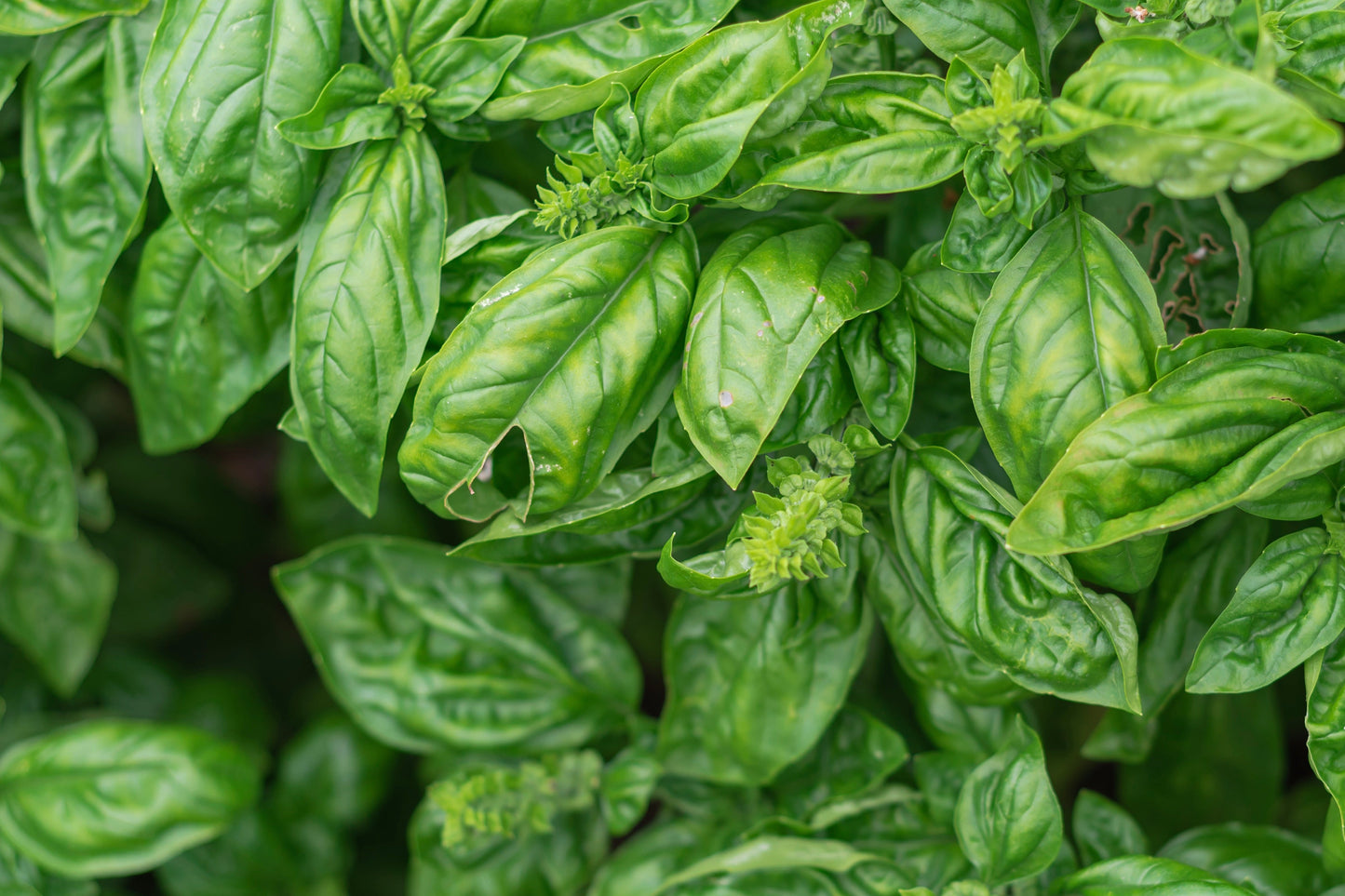 Basil, Genovese (Ocimum basilicum genovese)