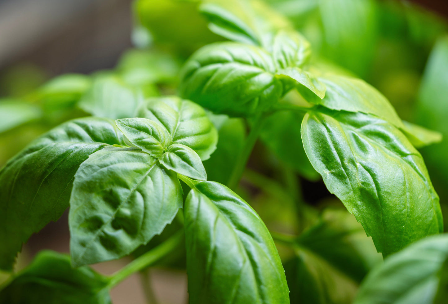 Basil, Genovese (Ocimum basilicum genovese)
