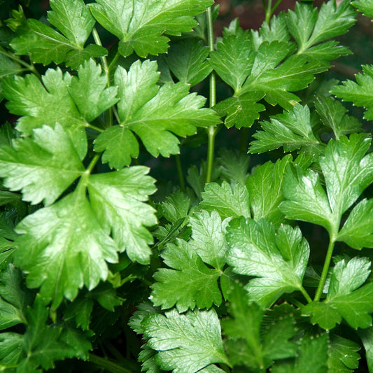 Parsley, Giant of Italy (Petroselinum crispum var. latifolium)