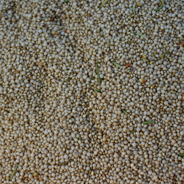 Golden Giant Amaranth