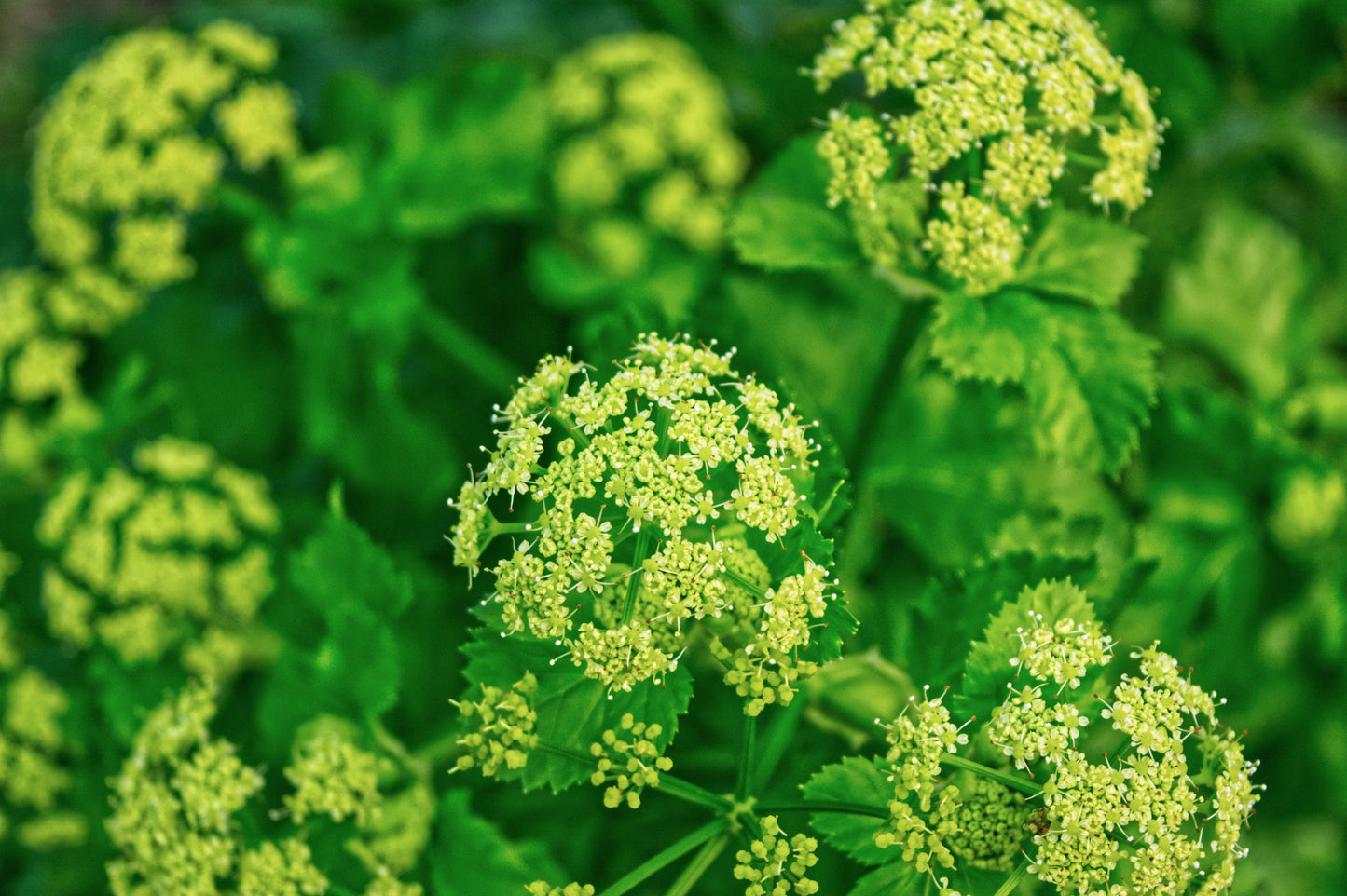 Alexanders, Golden (Zizia aurea)