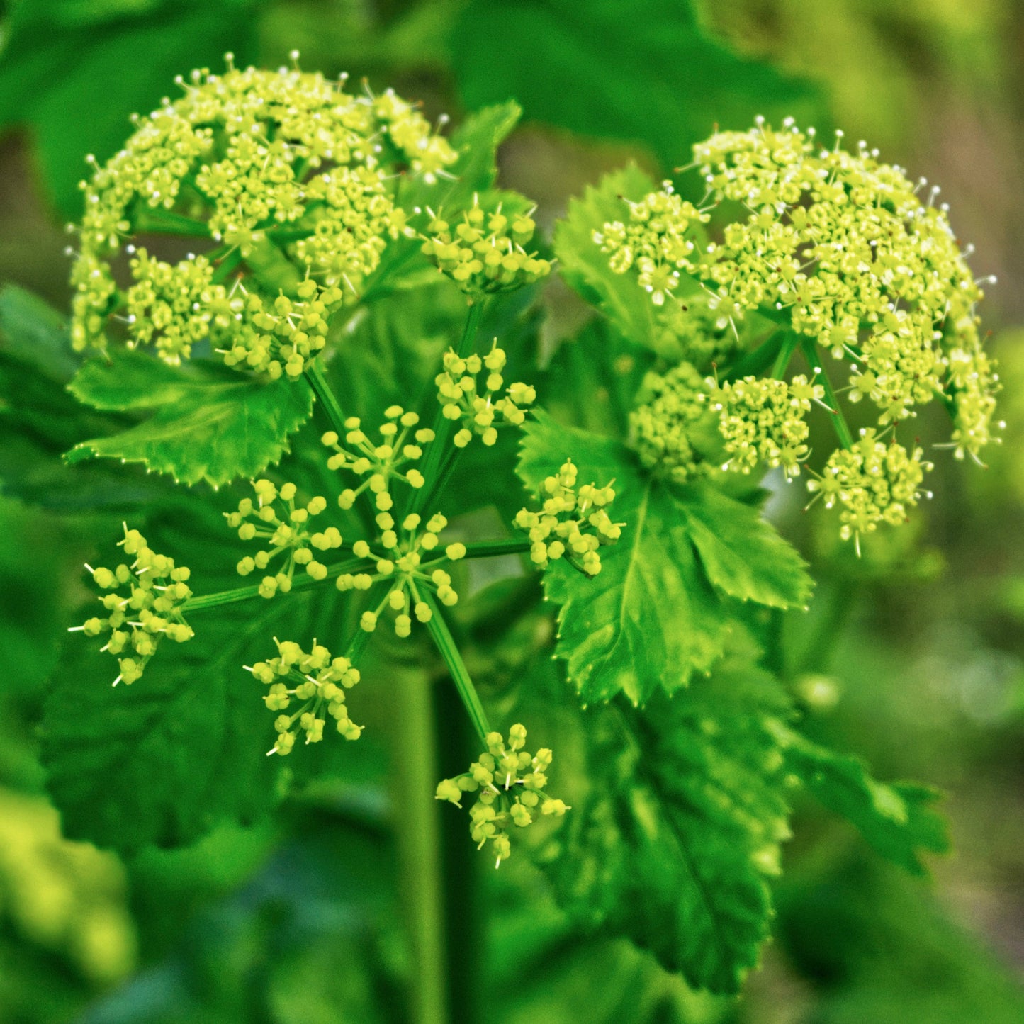 Alexanders, Golden (Zizia aurea)