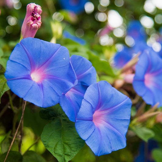 Morning Glory, Grandpa Ott's (Ipomoea tricolor)