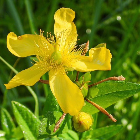 St. John's Wort, Great (Hypericum ascyron)