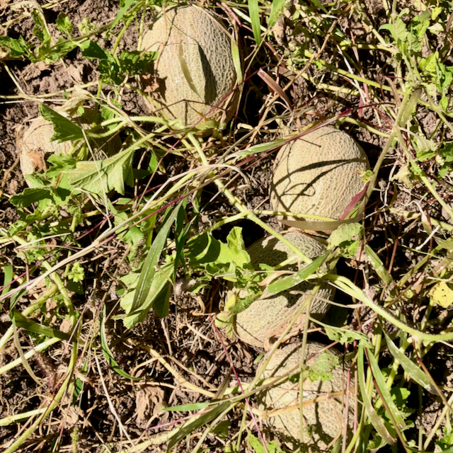 Hopi Titus X Green Nutmeg Cantaloupe