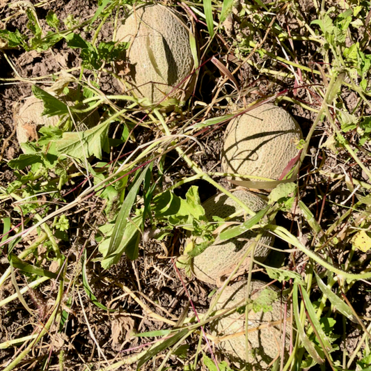 Hopi Titus X Green Nutmeg Cantaloupe