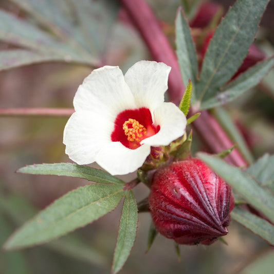 Hibiscus aka Roselle (Hibiscus sabdariffa)