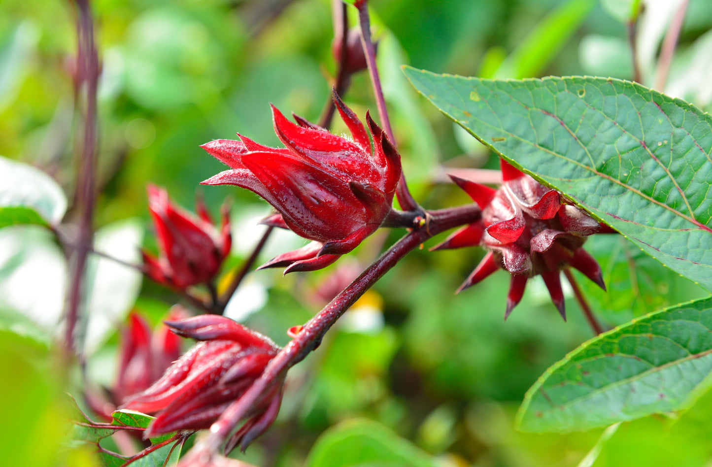 Hibiscus aka Roselle (Hibiscus sabdariffa)