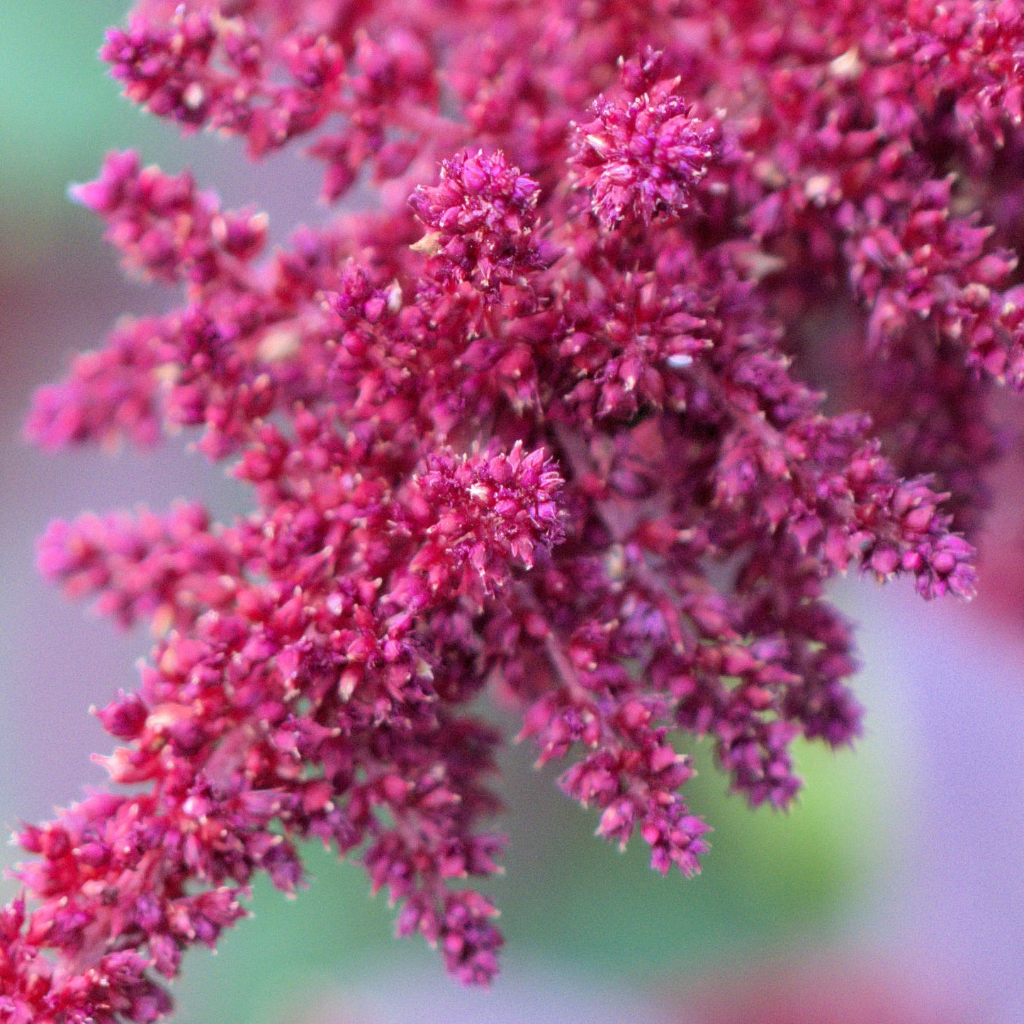 Amaranth, Hopi Red Dye (Amaranthus cruentus)