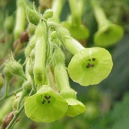 Tobacco, Huichol aka Langsdorff's (Nicotiana langsdorffii)