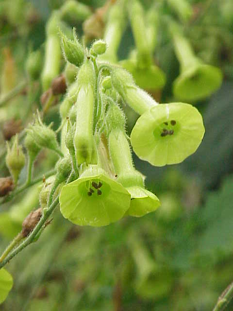 Tobacco, Huichol aka Langsdorff's (Nicotiana langsdorffii)