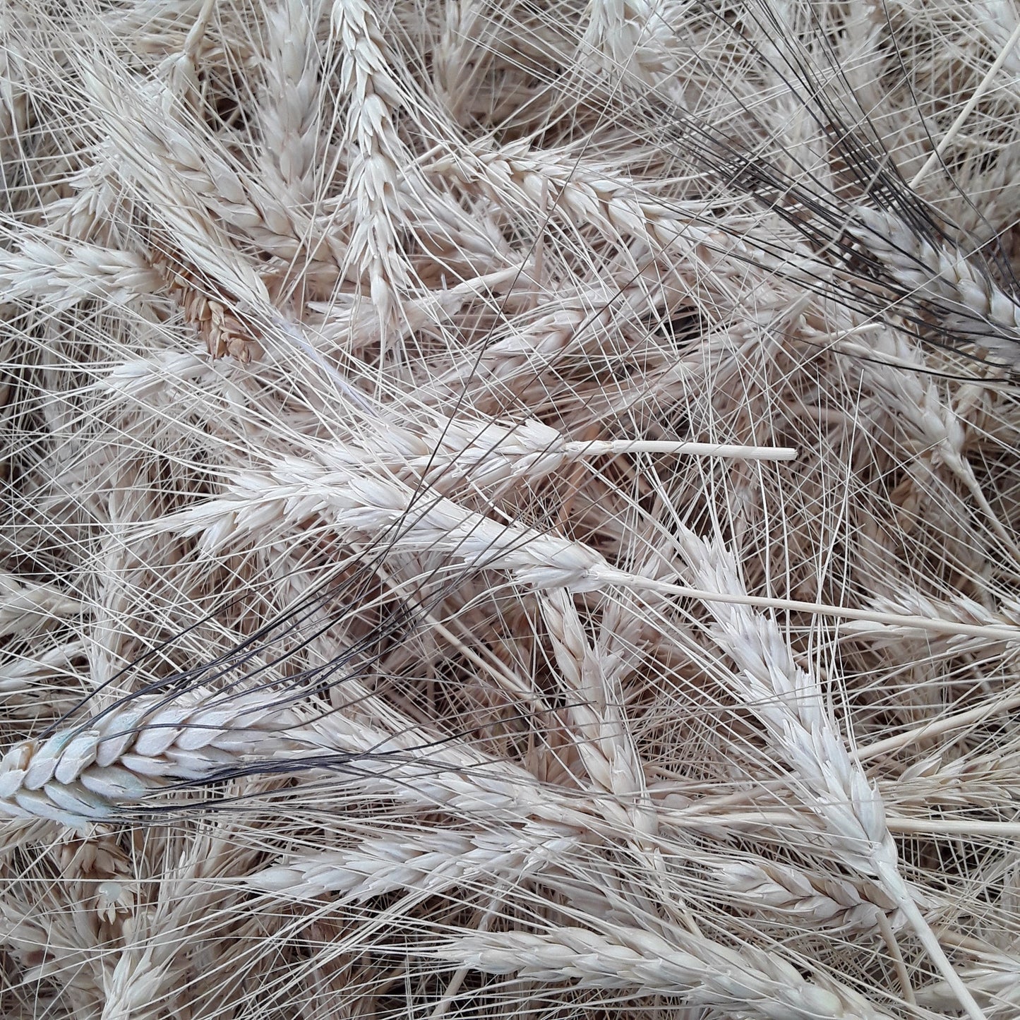 Hulless Grains Mix (Wheat, Barley & Rye)