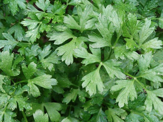 Italian Flat Leaf Parsley