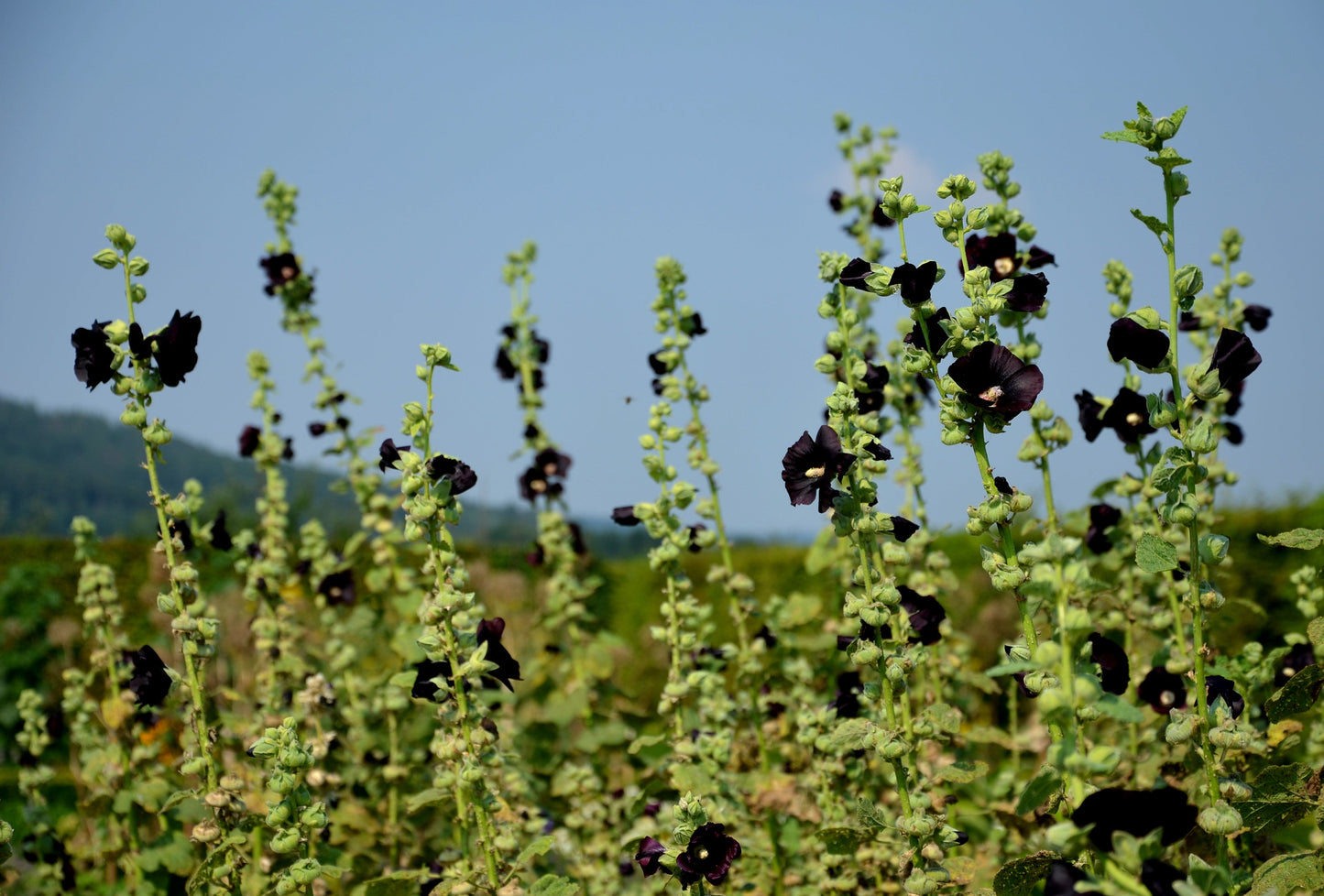 Hollyhock, Jet Black (Alcea rosea)