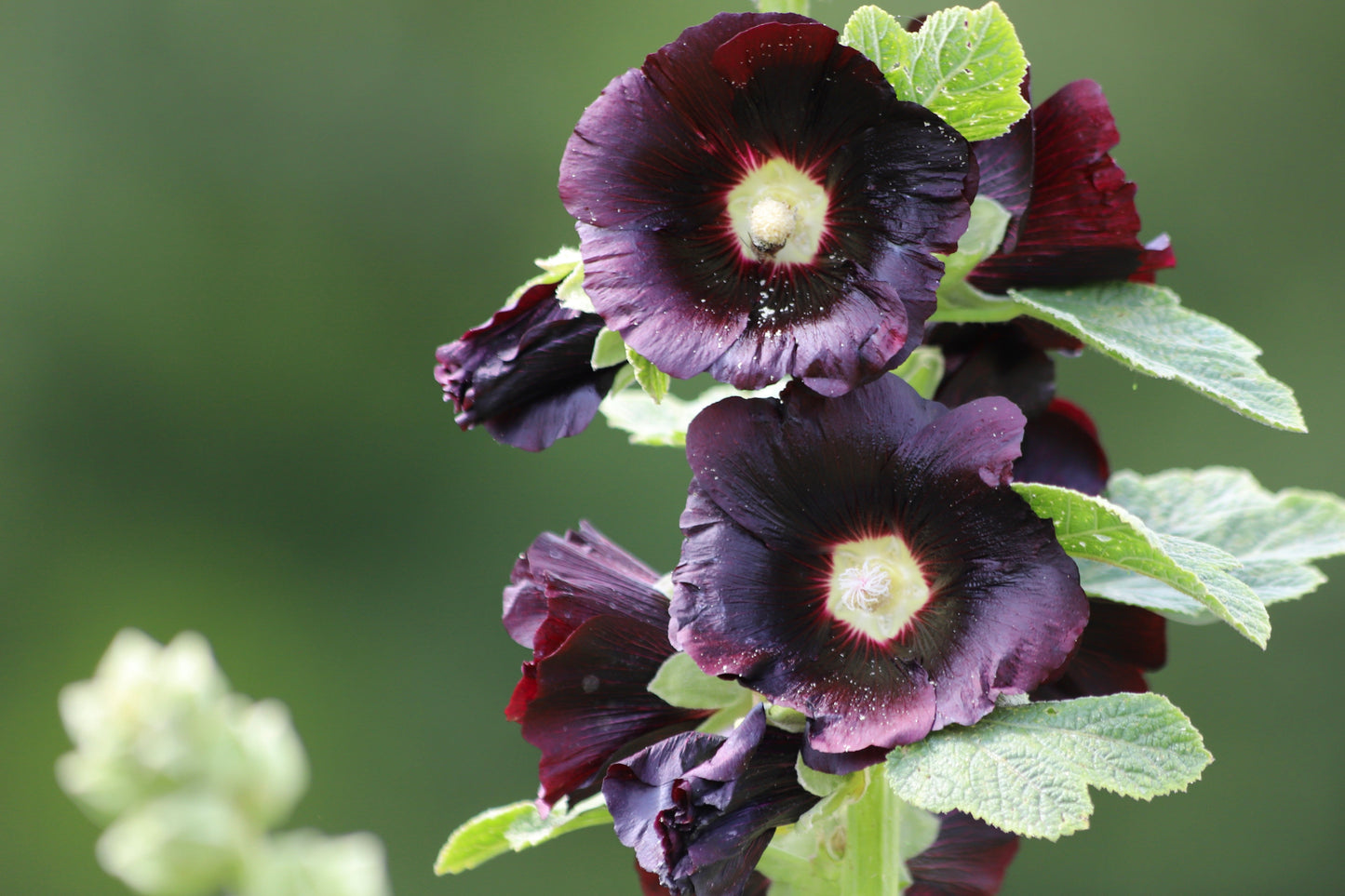 Hollyhock, Jet Black (Alcea rosea)