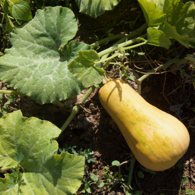 Butternut Squash Landrace