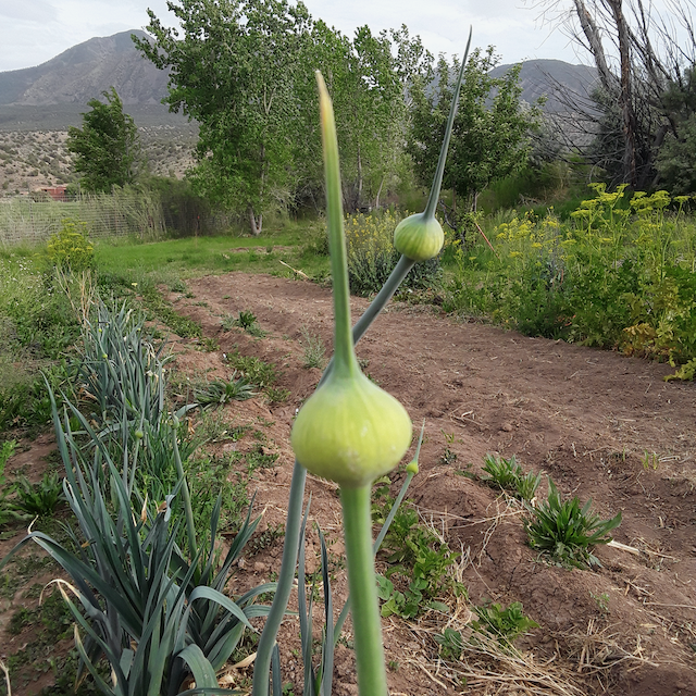 Blaugrüner x Lilly's Leeks