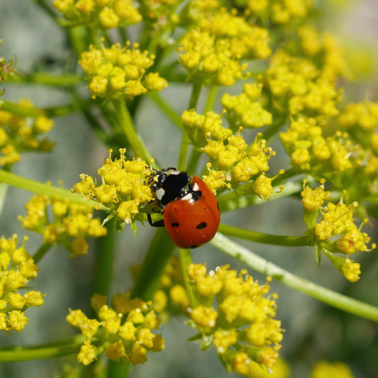 Lomatium (Lomatium dissectum)