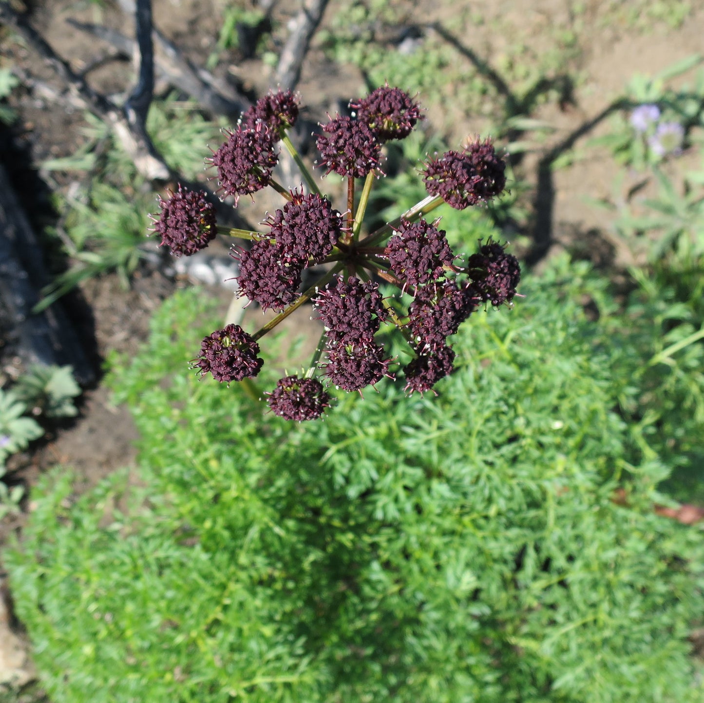 Lomatium (Lomatium dissectum)