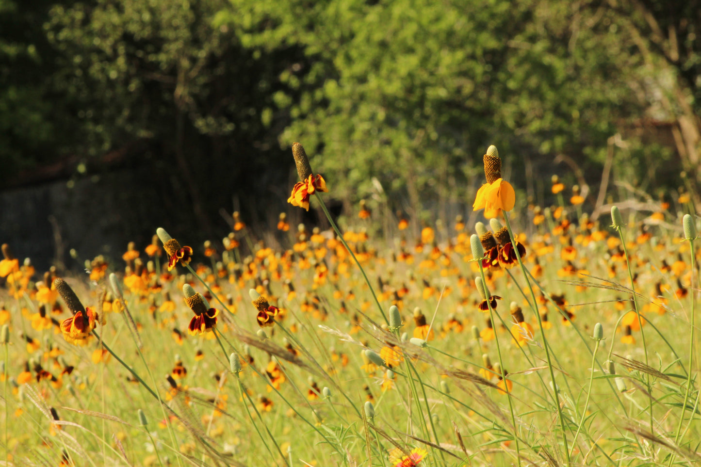 Coneflower, Long-headed (Ratibida columnifera)