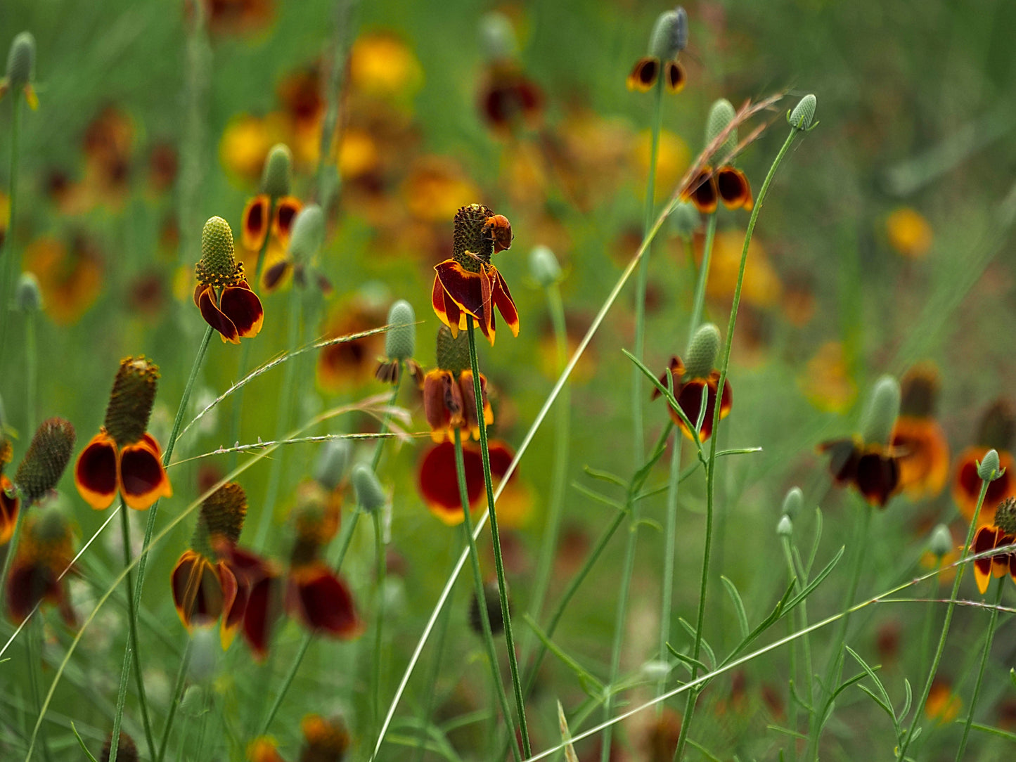 Coneflower, Long-headed (Ratibida columnifera)