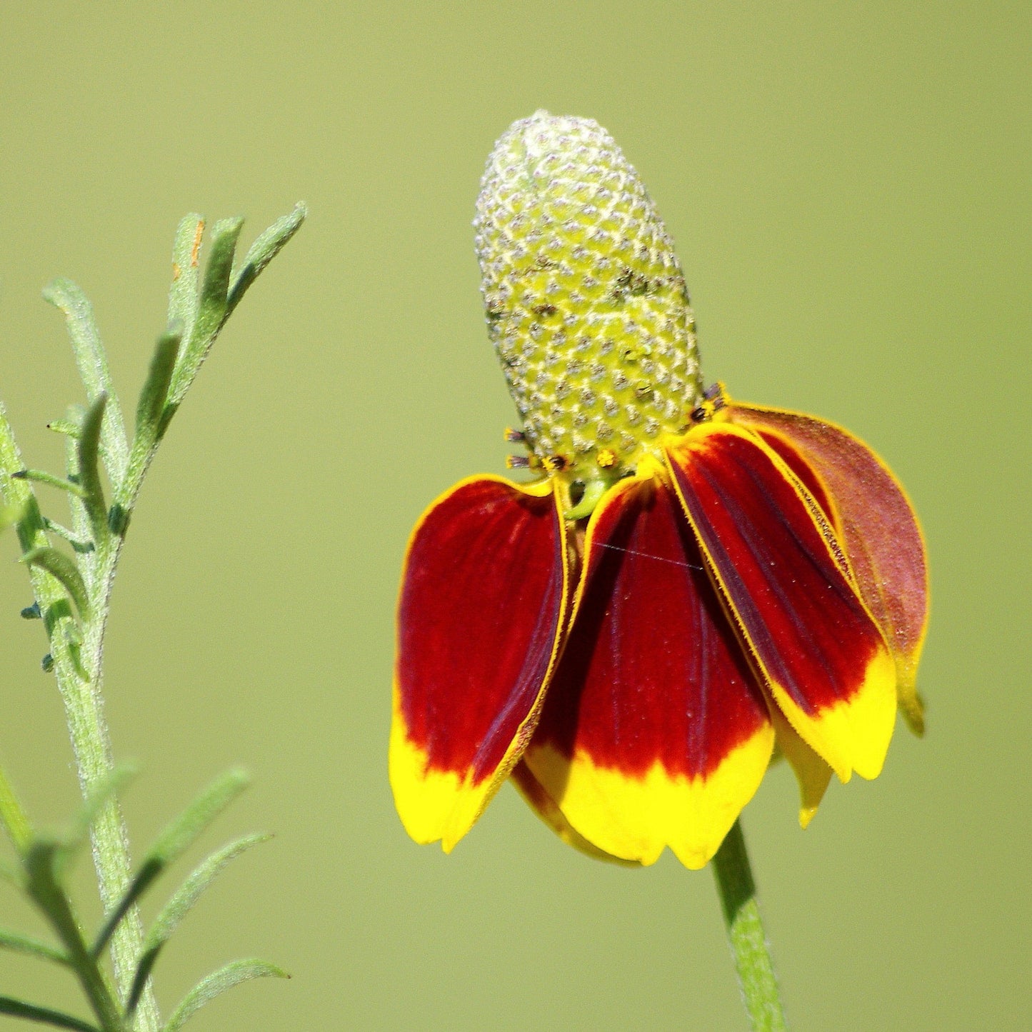 Coneflower, Long-headed (Ratibida columnifera)