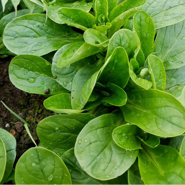 Full Seed CSA Share - 50 Varieties Curated for Your Area!