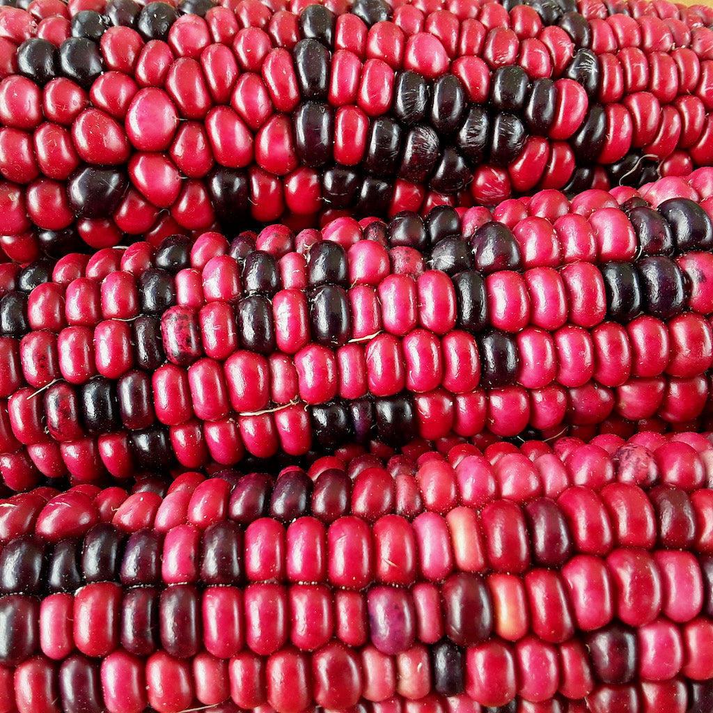 Red Rainbow Corn Landrace