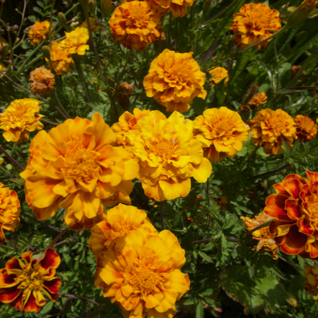 Colorado Marigold Mix