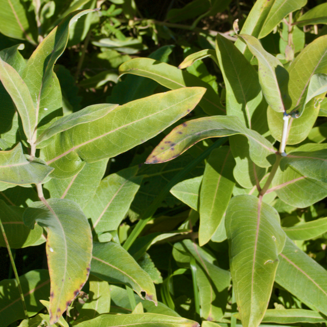 Common Milkweed