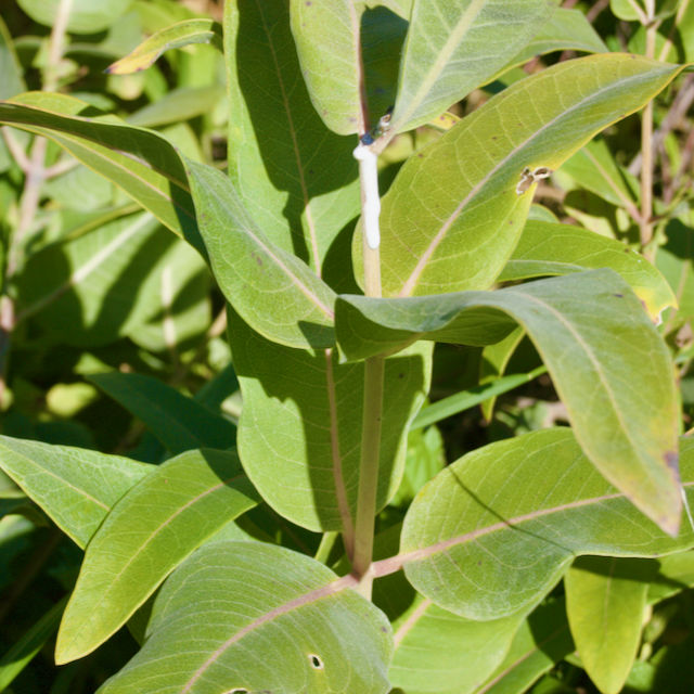 Common Milkweed