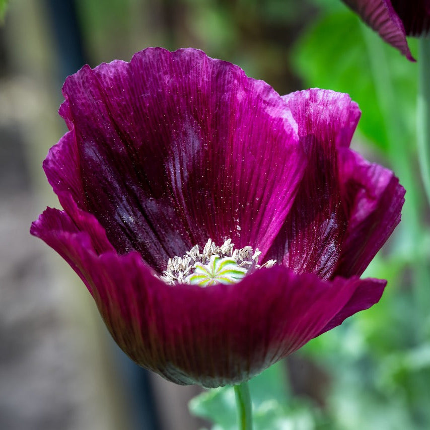 Poppy, Velvet Garden Mix (Papaver somniferum)
