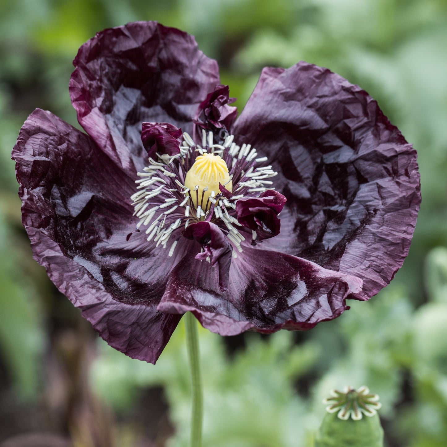 Poppy, Velvet Garden Mix (Papaver somniferum)