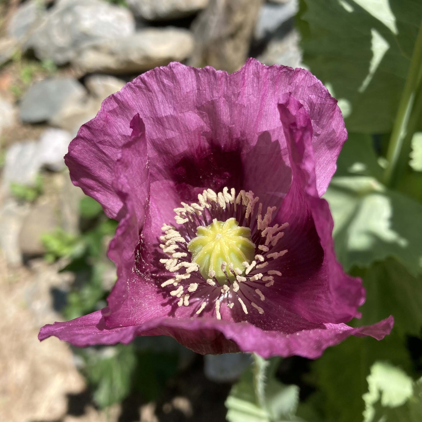 Poppy, Velvet Garden Mix (Papaver somniferum)