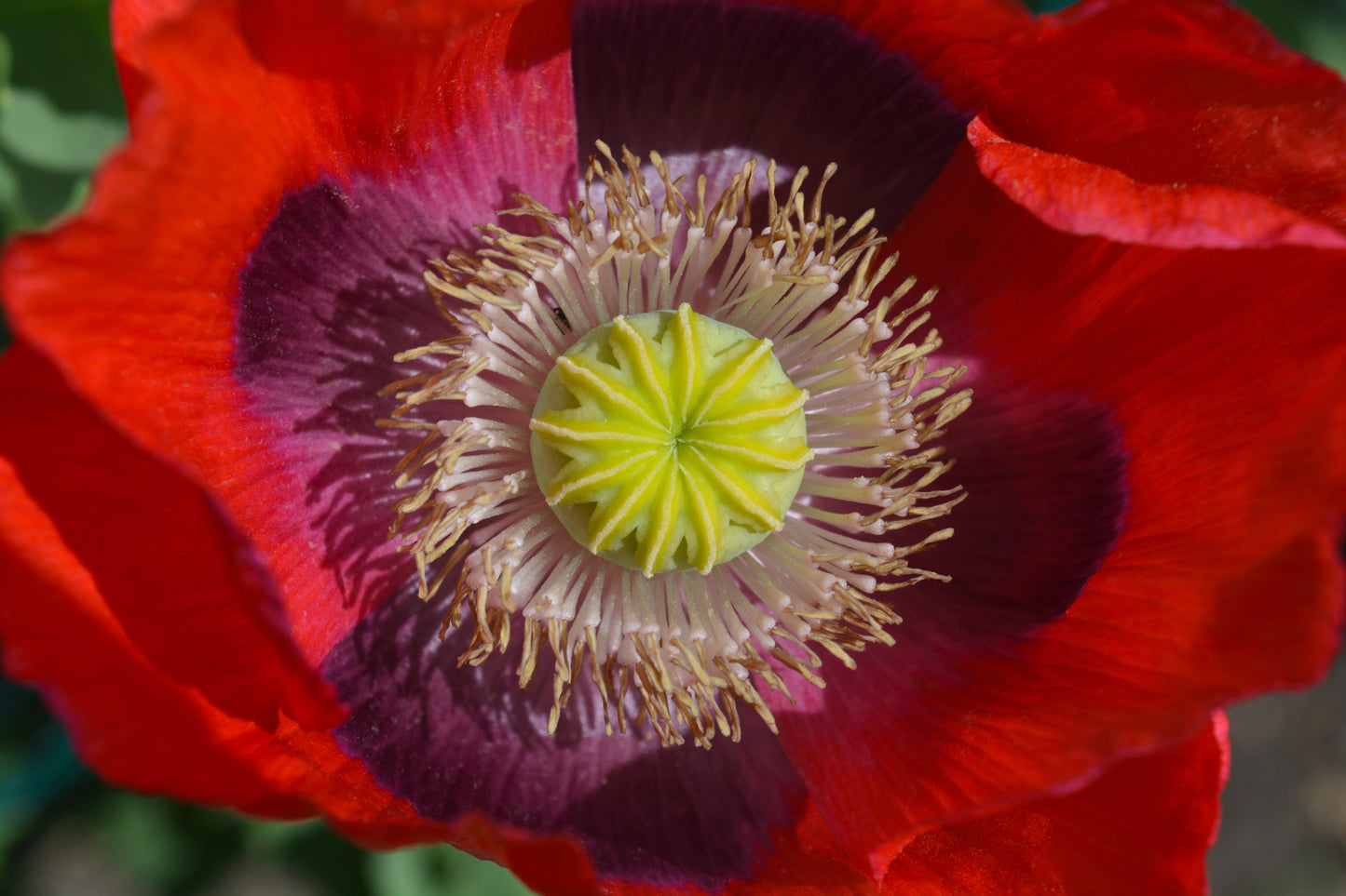 Poppy, Velvet Garden Mix (Papaver somniferum)