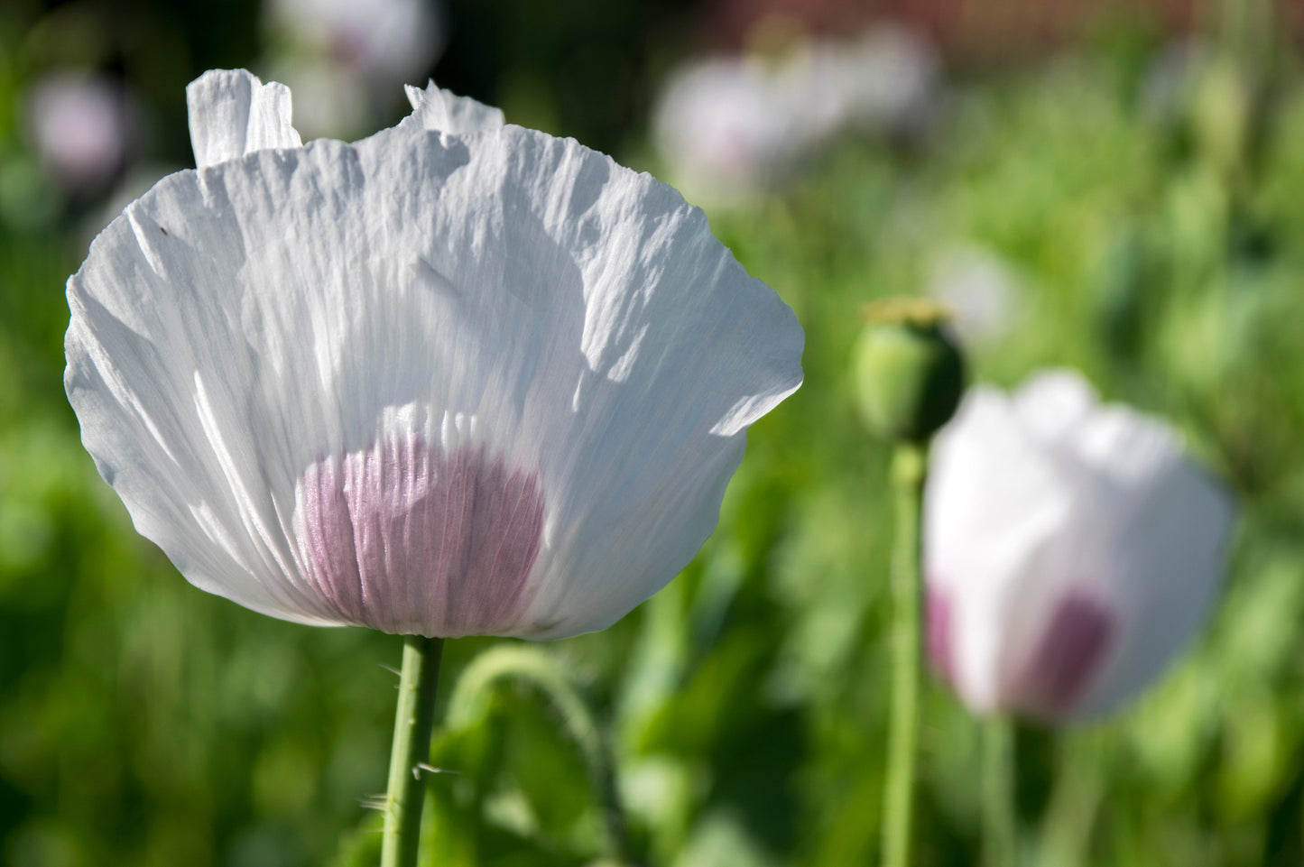 Poppy, Velvet Garden Mix (Papaver somniferum)